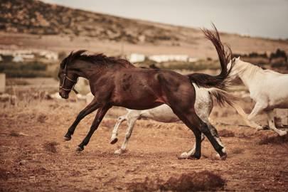 Ein Bild, das Boden, draußen, Pferd, Säugetier enthält.

Automatisch generierte Beschreibung