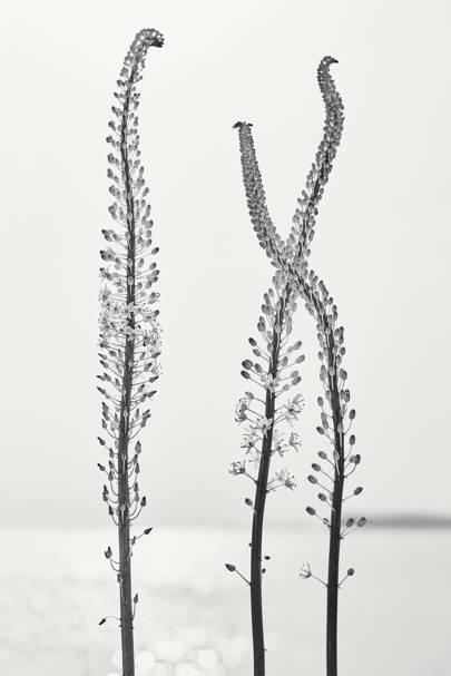 Ein Bild, das draußen, Baum, Pflanze enthält.

Automatisch generierte Beschreibung